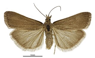 <i>Scoparia autochroa</i> Species of moth