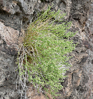 <i>Scopulophila rixfordii</i> Species of flowering plant