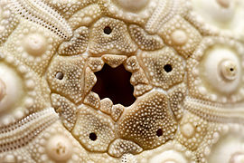 Close-up of a cidaroid sea urchin apical disc: the 5 holes are the gonopores, and the central one is the anus ("periproct"). The biggest genital plate is the madreporite.[13]