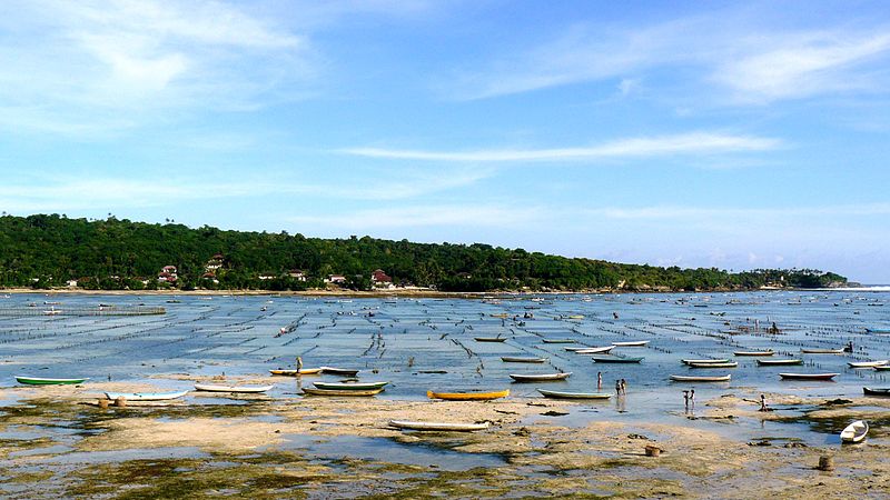 File:Seaweed Farming, Nusa Lembongan, Bali (492092102).jpg