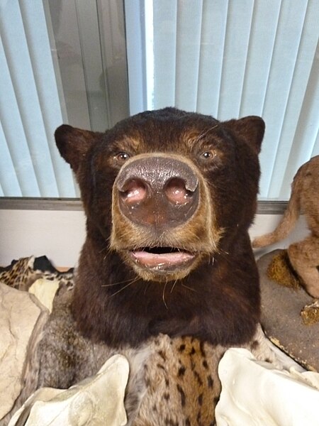 File:Seized bear's head.jpg