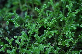 Selaginella brisbanensis 172137000.jpg