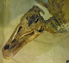 Skull in side view Senckenberg mummy 3.jpg