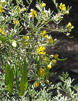 Senna artemisioides quadrifolia.jpg