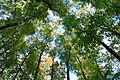 Français : Sentier du Parc national du mont Mégantic, secteur de Franceville.