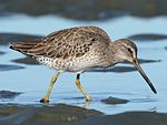 Short-billed Dowitcher (Limnodromus griseus).jpg