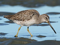 Dowitcher, Short-billed Limnodromus griseus