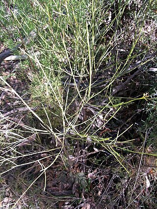 <i>Leptomeria acida</i> Species of shrub