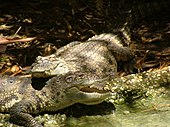 Siamese crocodile, a critically endangered reptile Siamese Crocodiles.JPG