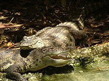 Siamese crocodiles Siamese Crocodiles.JPG