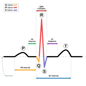 ST segment