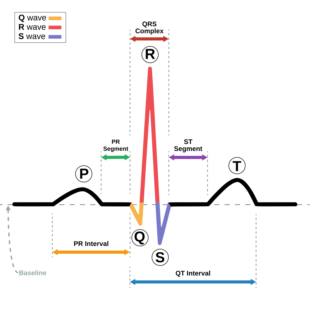 Electrocardiography-avatar