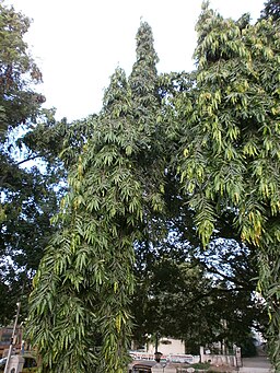 Sivan-Park-Nizhal-Tree-Walk-Indian-Ashoka-Tree