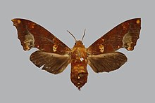 Smerinthulus dohrni BMNHE813659 мъжки up.jpg