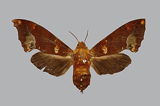 <i>Smerinthulus</i> Genus of moths