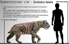 Smilodonai