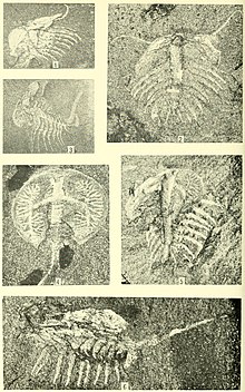 Smithsonian Miscellaneous Collections, Volume 85, Number 3, Plate 16.jpg