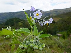 <i>Solanum caripense</i> Species of plant