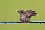 Thumbnail for Sombre hummingbird
