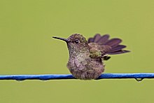 مرغ مگس خوار Sombre Hummingbird ، Serra dos Tucanos ، برزیل (14358956323) .jpg