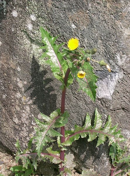 File:Sonchus asper1.jpg