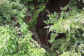 Foto que muestra la vegetación que rodea el nacimiento del arroyo Louyssé