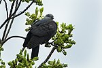 Miniatura para Columba hodgsonii