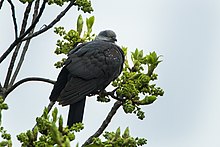 Speckled Wood-Pigeon from Bhutan. Speckled Wood-Pigeon - Bhutan S4E0663.jpg