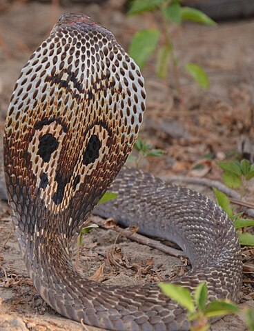 spectacled cobra