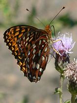 Hydaspe Fritillary (Speyeria hydaspe)