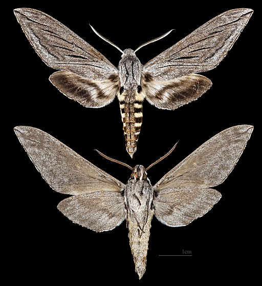 Sphinx asella MHNT CUT 2010 0 477 - Rock Creek Park, Colorado - male