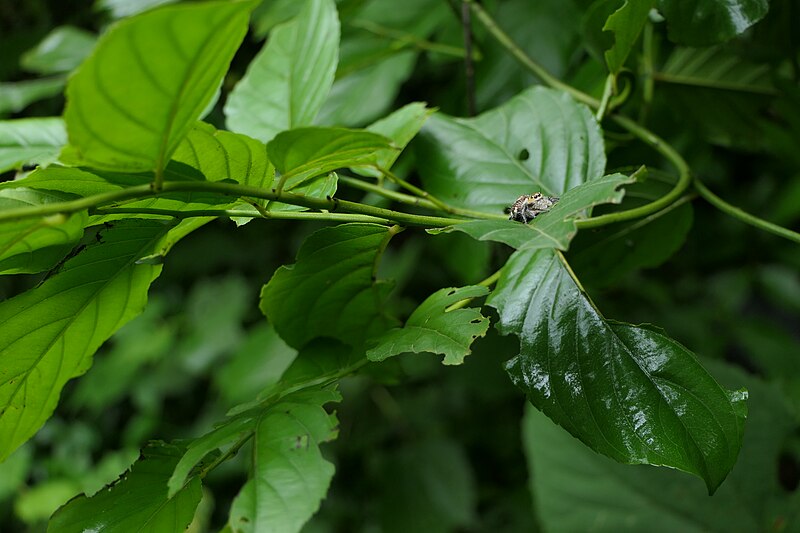 File:Spider Hyllus ¿ semicupreus ? (51385282375).jpg