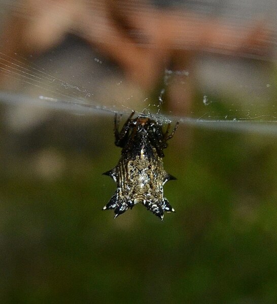 File:Spined Micrathena (Micrathena gracilis) (29444576971).jpg