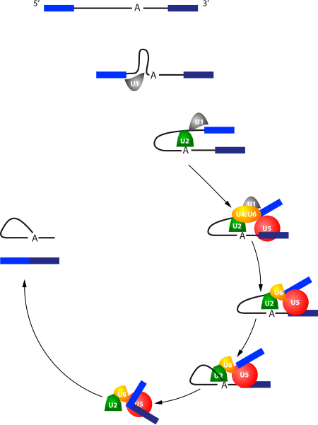 Thể cắt nối