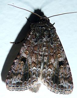 <i>Spodoptera triturata</i> species of insect