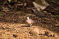 Spotted Dove in Sri Lanka 01.jpg