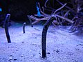 Spotted garden eels – Palais de la Découverte, Paris – (2017-01-03).jpeg