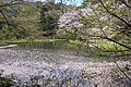 Spring Pond in the Institute for Nature Study, Tokyo.jpg