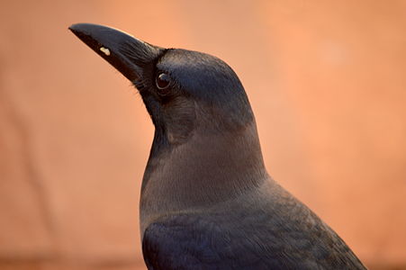 photo of this crow is taken at Galle face, Colombo, Sri Lanka during a sun set.