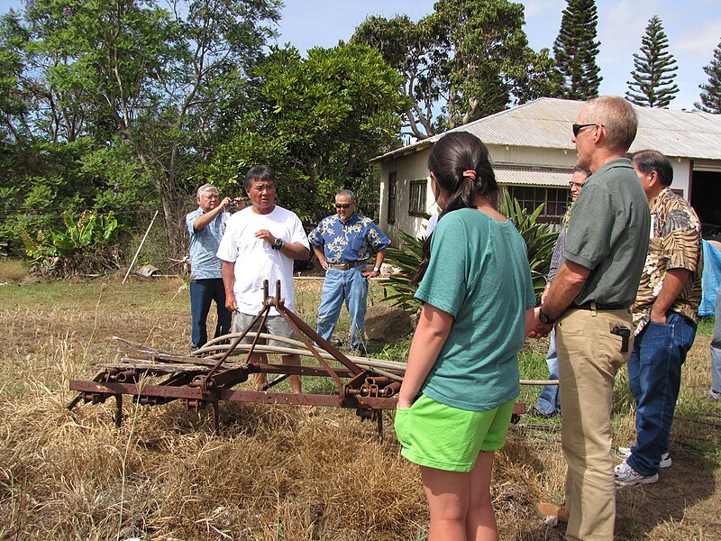 File:Starr-120508-5644-Persea americana-Wayne with HISC Council-MISC Piiholo-Maui (25116010926).jpg