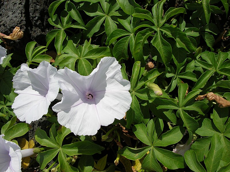 File:Starr 050224-4417 Ipomoea cairica.jpg