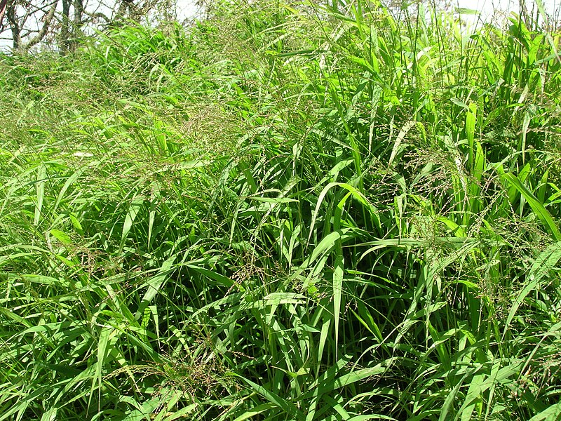 File:Starr 060416-7663 Panicum maximum.jpg