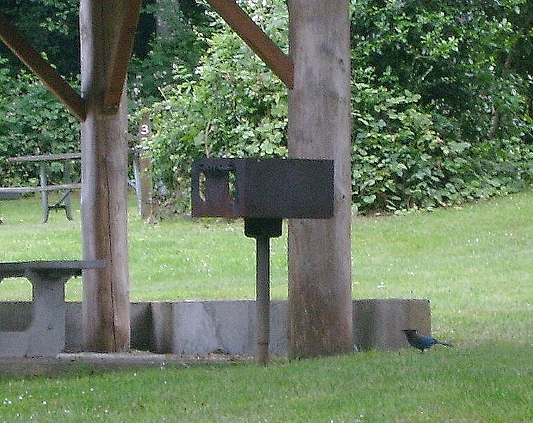 File:Steller's Jay (Fay Bainbridge State Park, Puget Sound, Washington) - panoramio.jpg