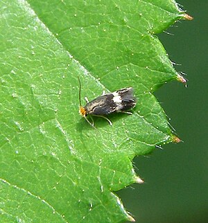 Stigmella aurella.JPG