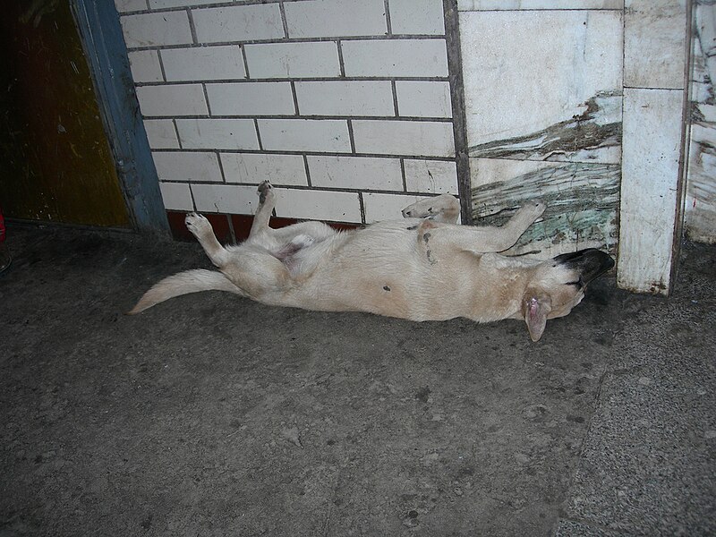 File:Stray dog. Moscow.jpg