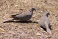 Eurasian Collared Dove (Streptopelia decaocto)