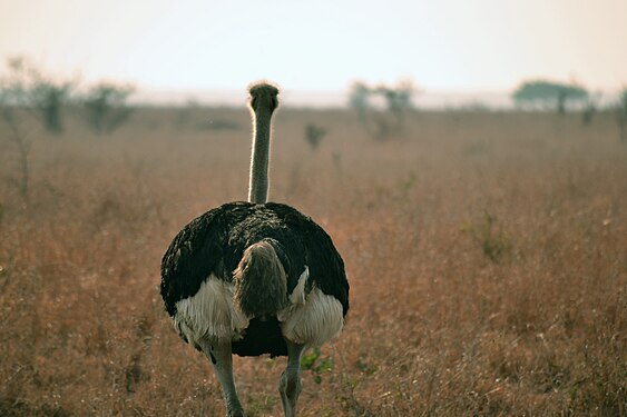 Running ostrich, South Africa