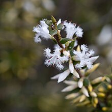 Styphelia exarrhena.jpg