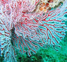 Subergorgia sp-gorgonian-fan-coral-close-up.jpg
