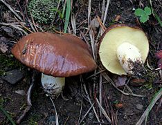 Suillus 98931.jpg-ni qisqartiradi